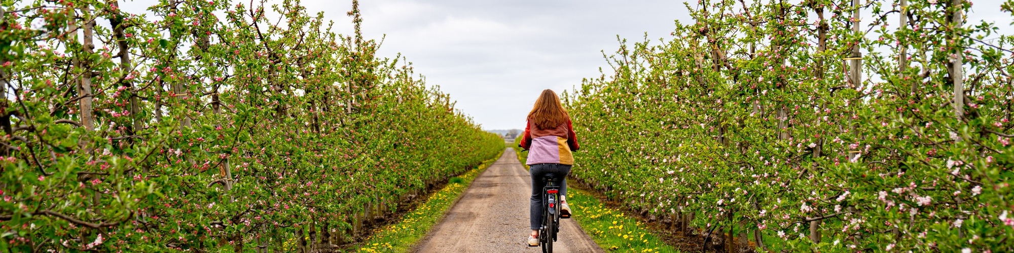 Radfahrerin im Alten Land